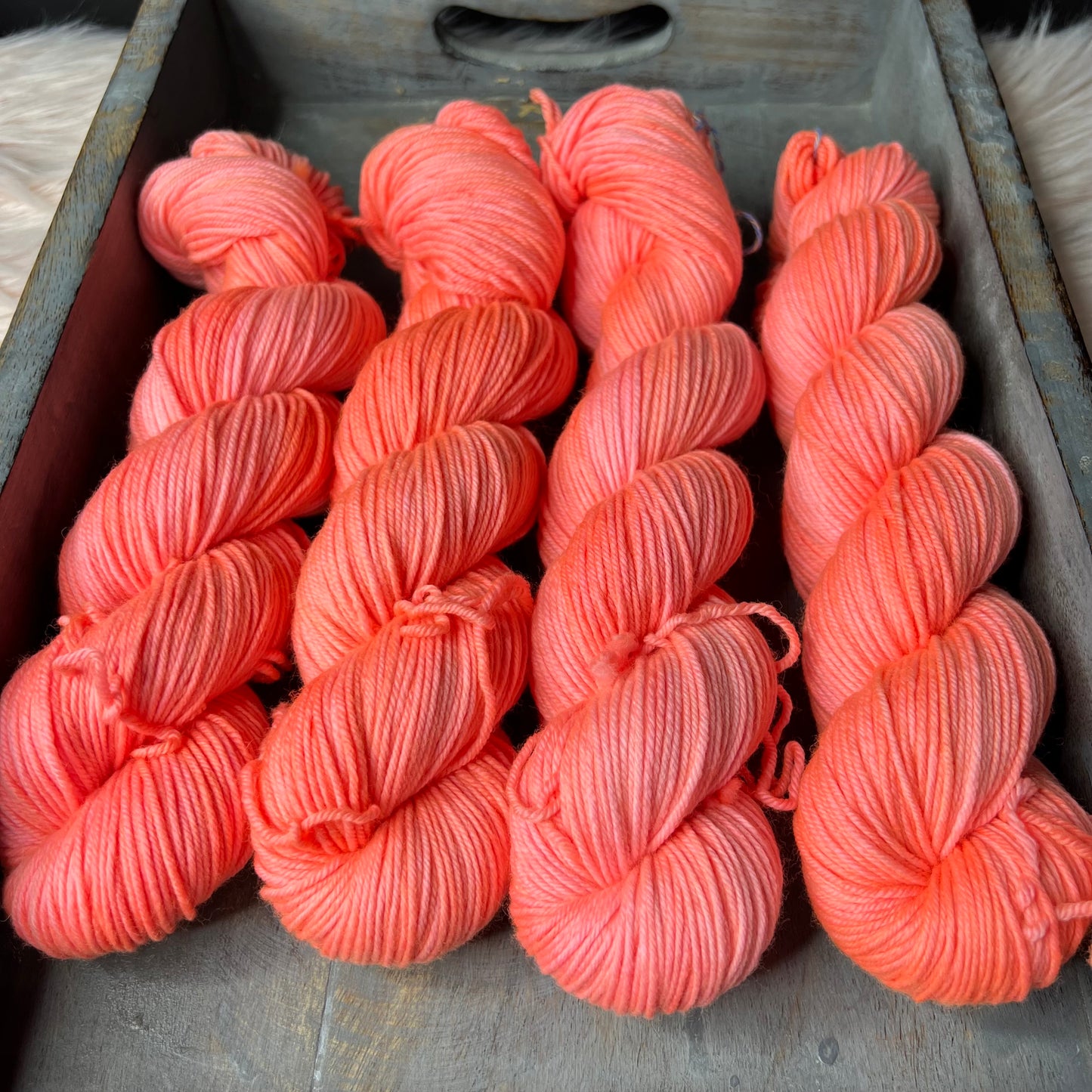 Trevor Morgan DK - Pink Mimoas
